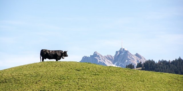 Der Wandel der Landwirtschaft beschäftigt die Politik. Die Vernehmlassung ist zunkunftsweisend für die  AP 22+. (Bild Ivan Louis)
