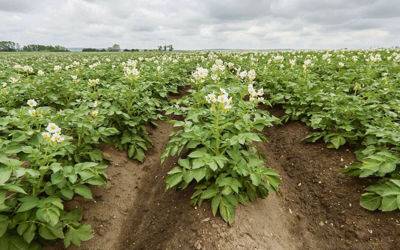 Schweizer Kartoffeln wird es immer brauchen, allerdings haben sich die Ansprüche der Konsumenten verändert. Damit sind die Zeiten vorbei, als der Landwirt reiner Rohstoffproduzent war.
