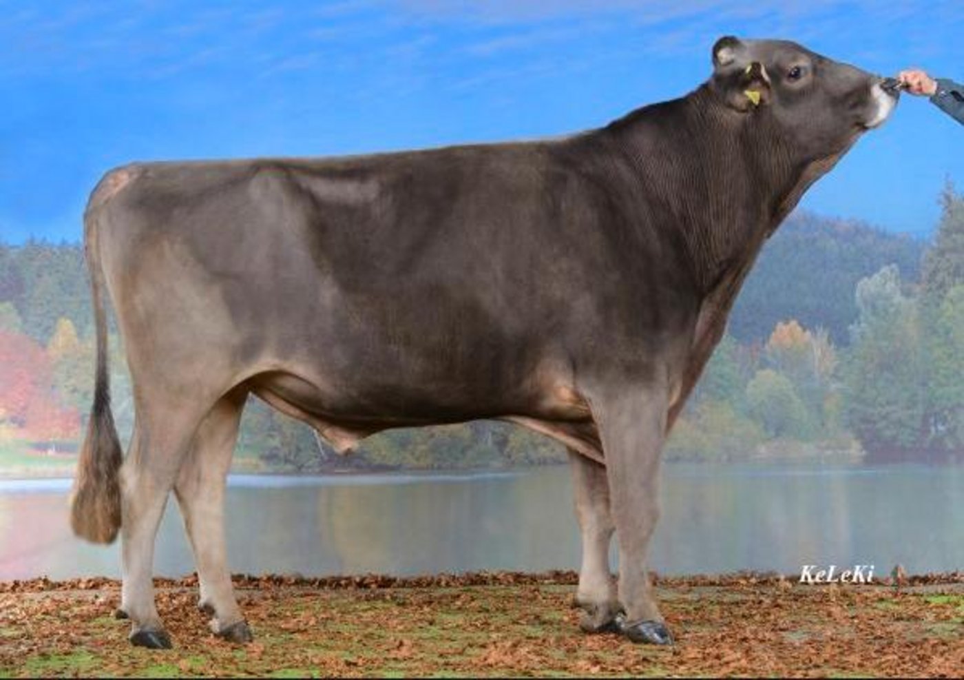 Scherma Glenn Blooming lebt nicht mehr. (Bild KeLeKi)