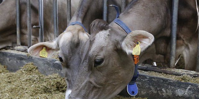 Bei erwachsenen Kühen kommen bei IBR Aborte vor und die Milchleistung geht zurück. Betroffene Tiere scheiden die Viren lebenslang aus. (Symbolbild lid)