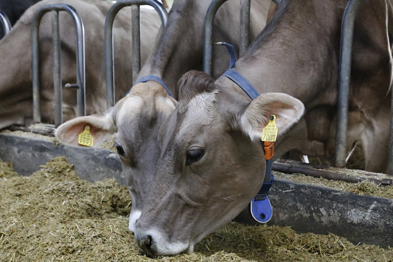 Bei erwachsenen Kühen kommen bei IBR Aborte vor und die Milchleistung geht zurück. Betroffene Tiere scheiden die Viren lebenslang aus. (Symbolbild lid)