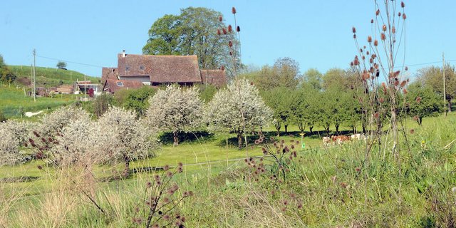 Am Obstgarten Farnsberg BL fördert BirdLife Schweiz die Insekten auf einer grossen Fläche. (Bild zVg)