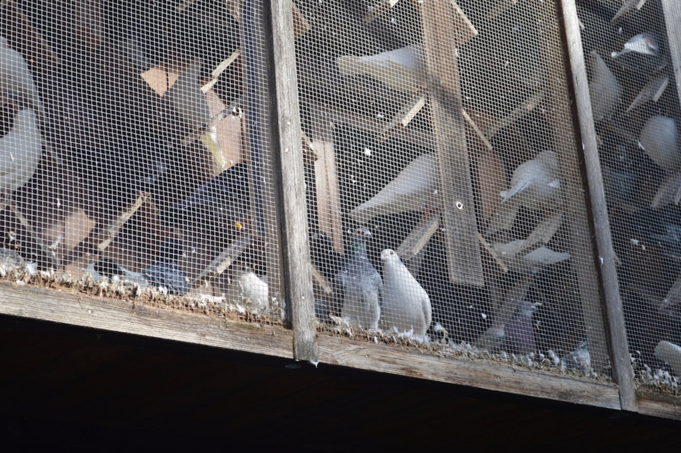 Auch einige Tauben haben ihr Zuhause auf dem Hof.