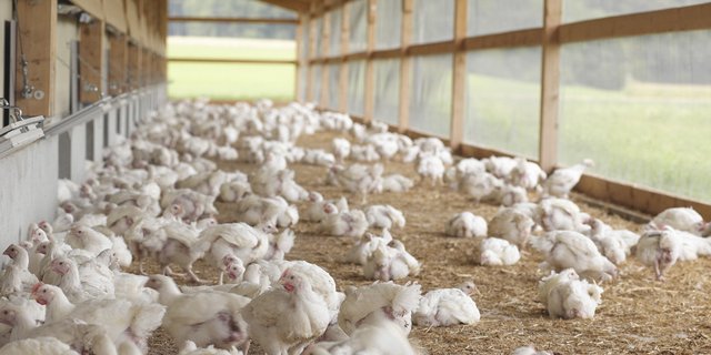 Bodenunabhängige Tierproduktion soll gemäss der RPG2-Botschaft des Bundesrats künftig in sogenannten Spezialbauzonen zusammengefasst werden. (Bild Archiv)