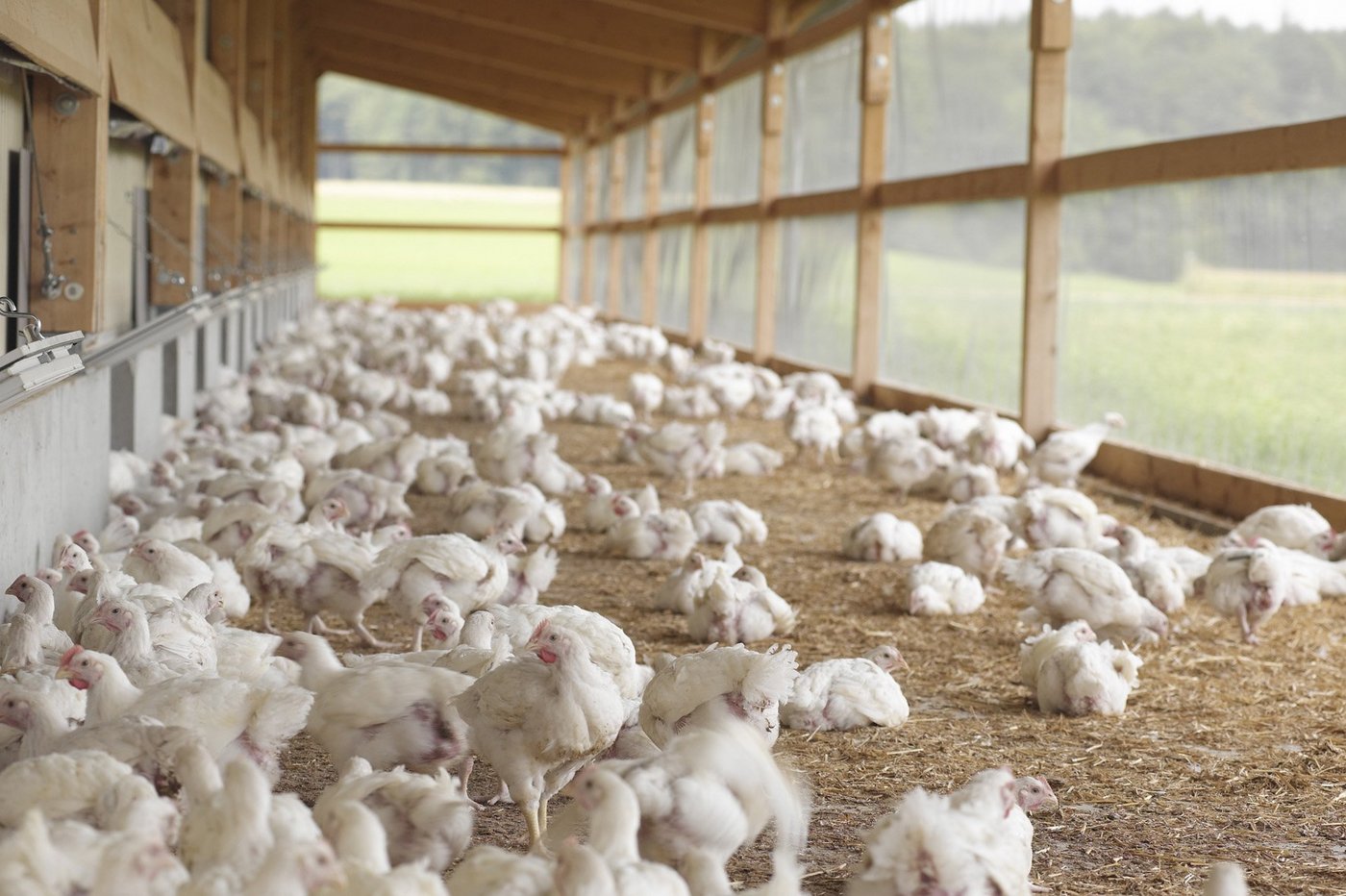 Bodenunabhängige Tierproduktion soll gemäss der RPG2-Botschaft des Bundesrats künftig in sogenannten Spezialbauzonen zusammengefasst werden. (Bild Archiv)
