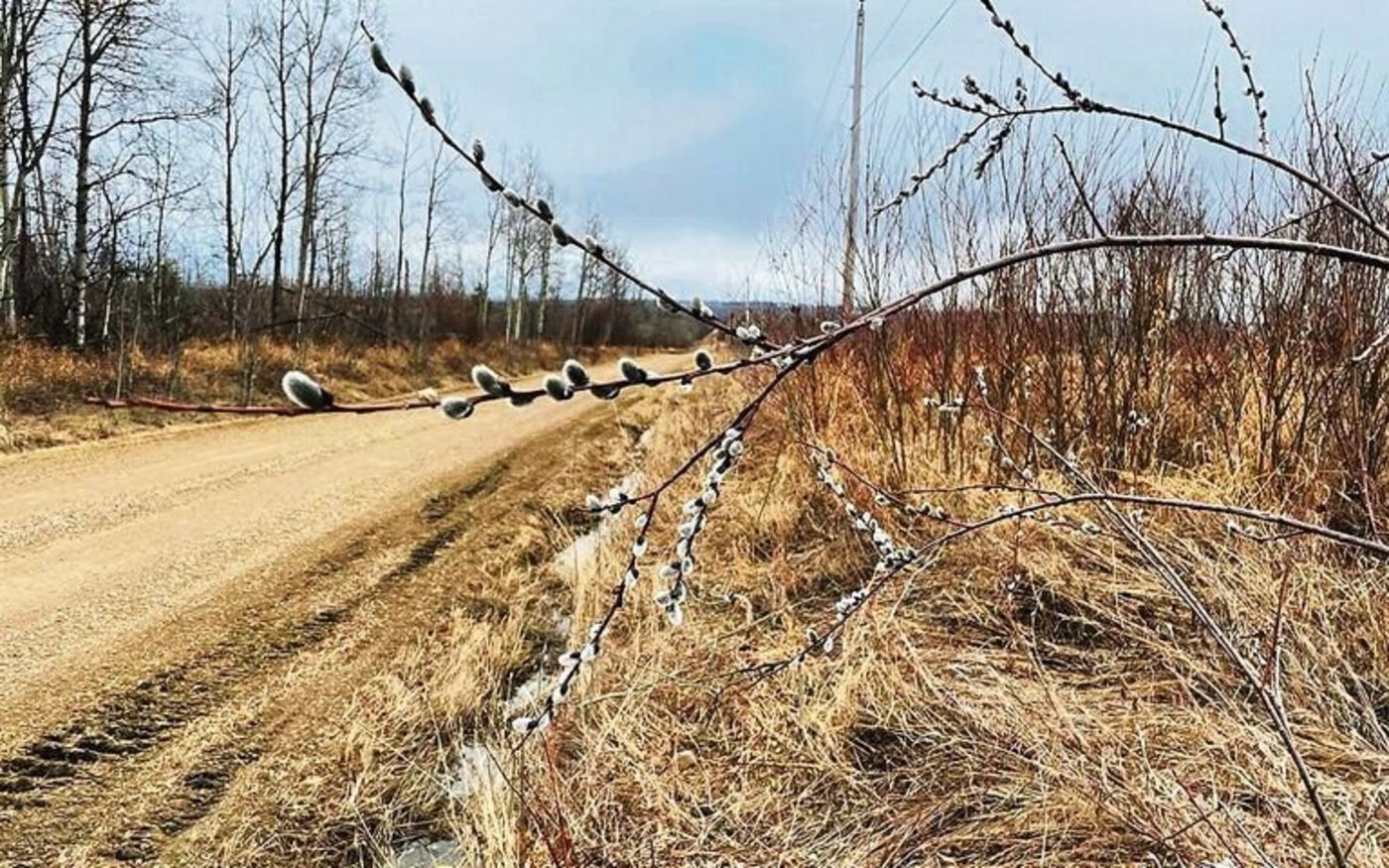 Im spätwinterlich eintönigen British Columbia vermögen sogar «Widebüsseli» Akzente zu setzen. 