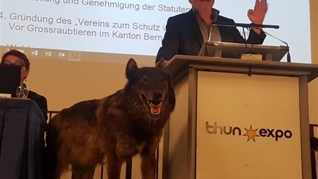 Die Wolfskritische Vereingung wurde im April in Thun gegründet (im Bild Tagespräsident Samuel Graber). (Bild dj) 