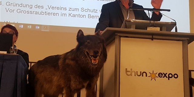 Die Wolfskritische Vereingung wurde im April in Thun gegründet (im Bild Tagespräsident Samuel Graber). (Bild dj) 