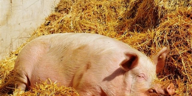 Bei den Schweinepreisen tut sich nichts. (Bild Pixabay)