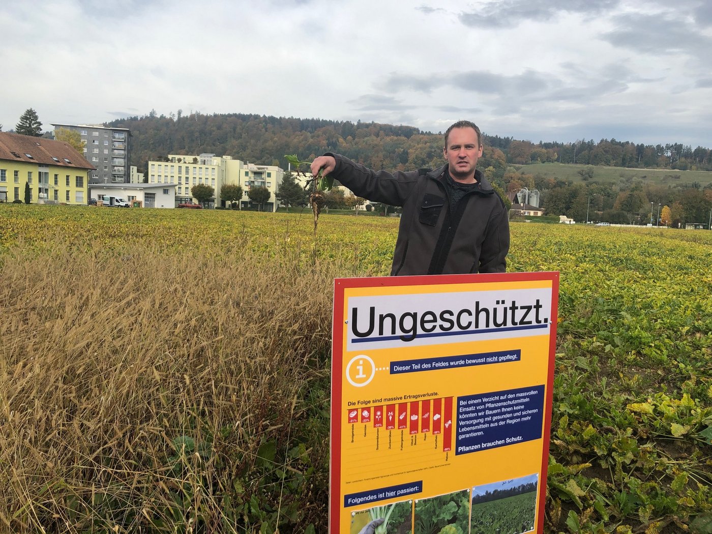 Lars Nyffenegger zeigt eine kümmerliche Rübe aus seiner Nullparzelle, die von der Borstenhirse dominiert wird. Auch beim Bauern aus Worben BE wütet die Viröse Vergilbung in den Zuckerrüben. (Bilder BauernZeitung/Jeanne Woodtli)