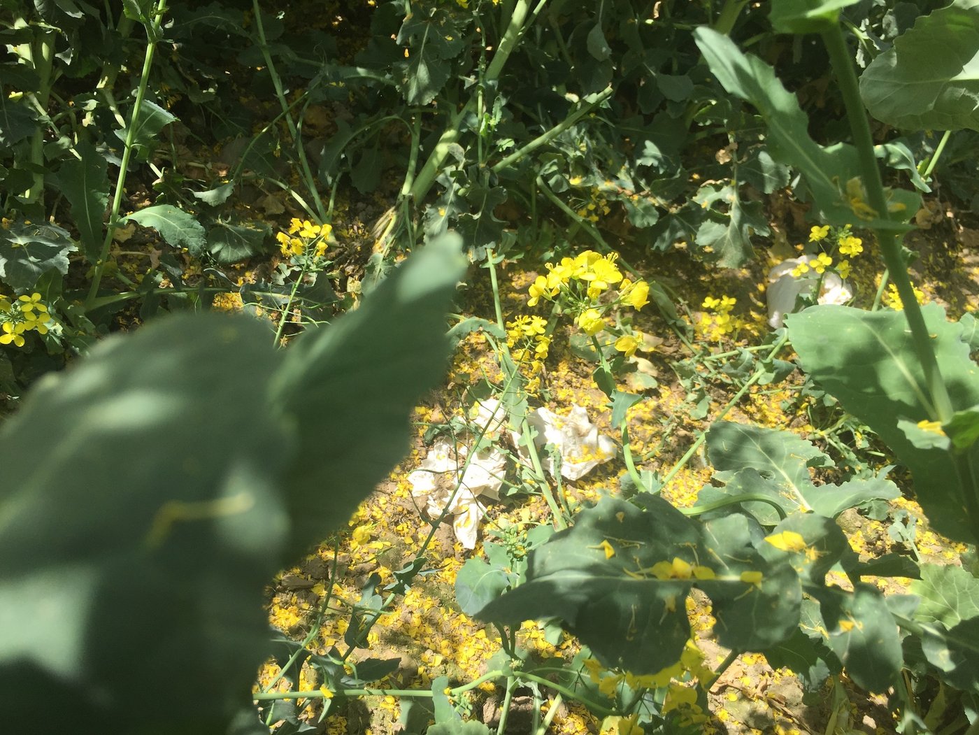 Andere Teile sind zertrampelt und mit menschlichen Hinterlassenschaften verschmutzt. 