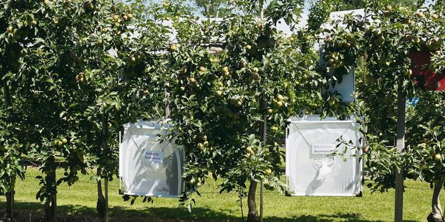 Auf dem Versuchsbetrieb Obstbau in Güttingen werden Wanzenfallen getestet.