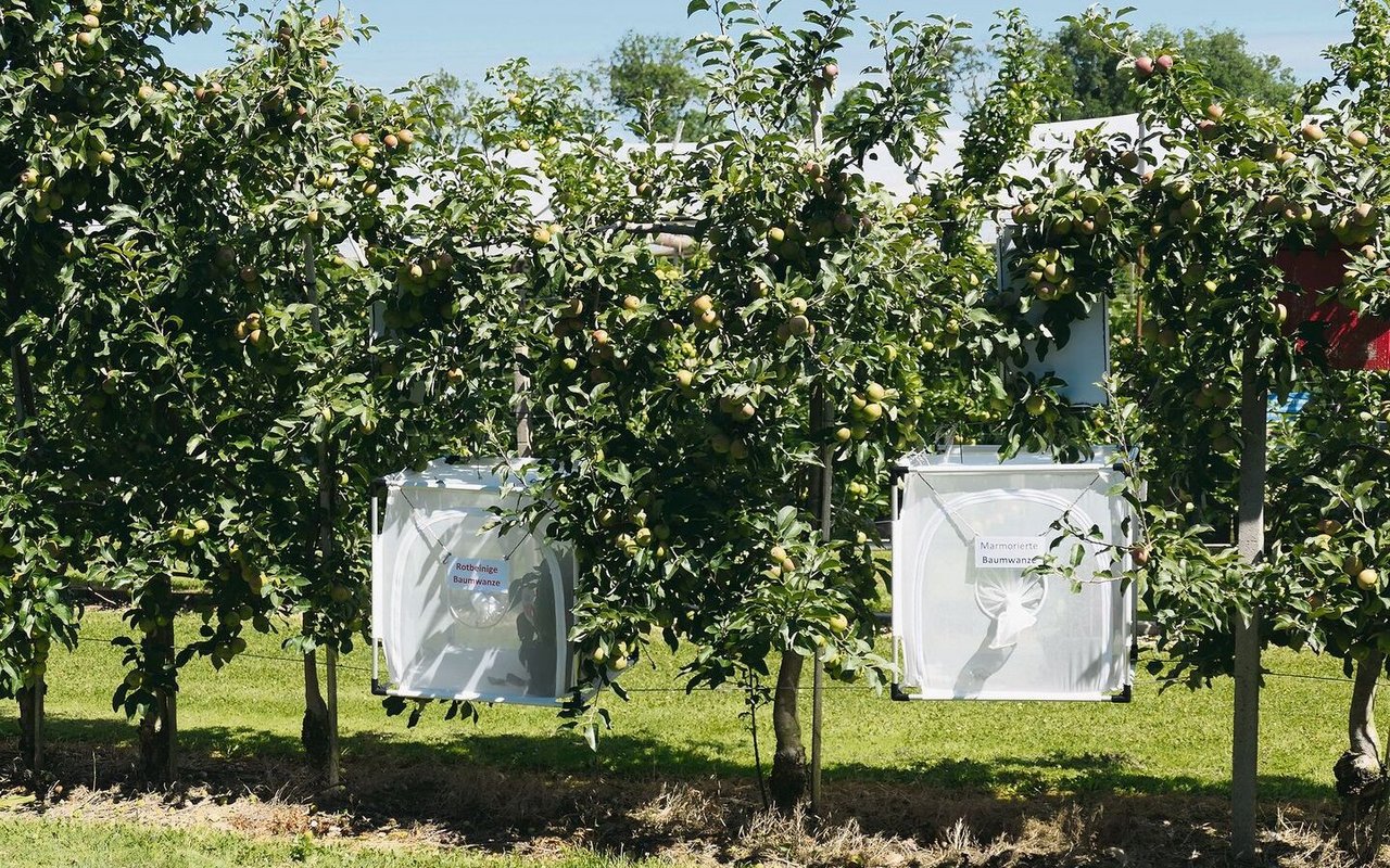 Auf dem Versuchsbetrieb Obstbau in Güttingen werden Wanzenfallen getestet.