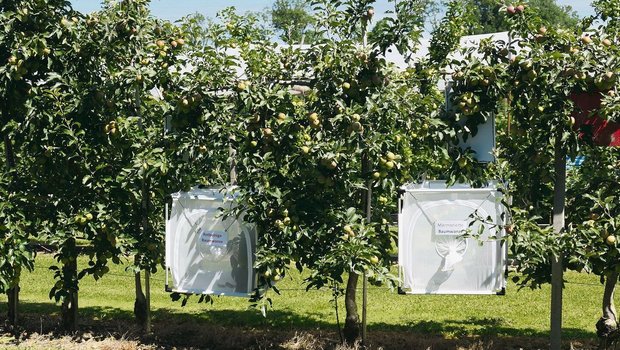 Auf dem Versuchsbetrieb Obstbau in Güttingen werden Wanzenfallen getestet.