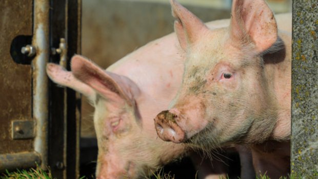 Wenn männliche Ferkel gar nicht zu Ebern werden, sondern ihr Leben lang vorpupertär bleiben, müssen sie nicht kastriert werden. (Bild BauZ)