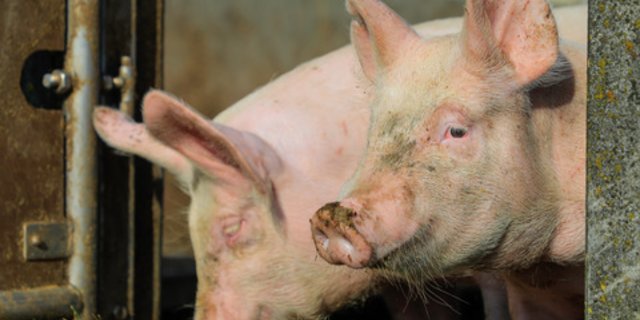 Wenn männliche Ferkel gar nicht zu Ebern werden, sondern ihr Leben lang vorpupertär bleiben, müssen sie nicht kastriert werden. (Bild BauZ)