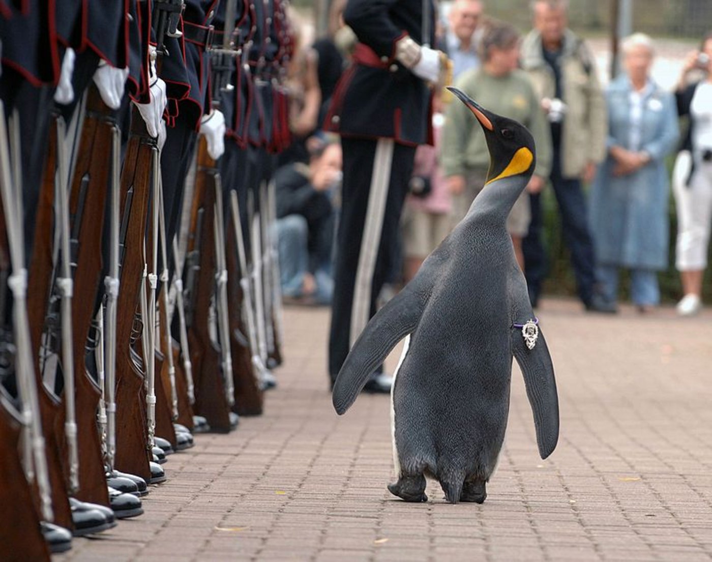 Nils Olav inspiziert die Garde (hier vor ein paar Jahren). (Bild Marc Owens)