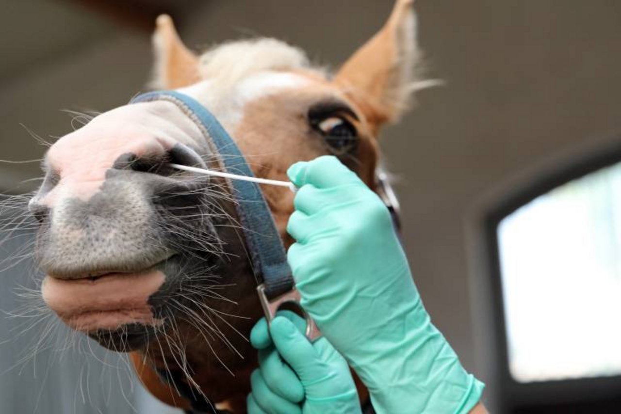 Nasentupfereinsatz bei einem Pferd für einen EHV-Test. (Bild imago)