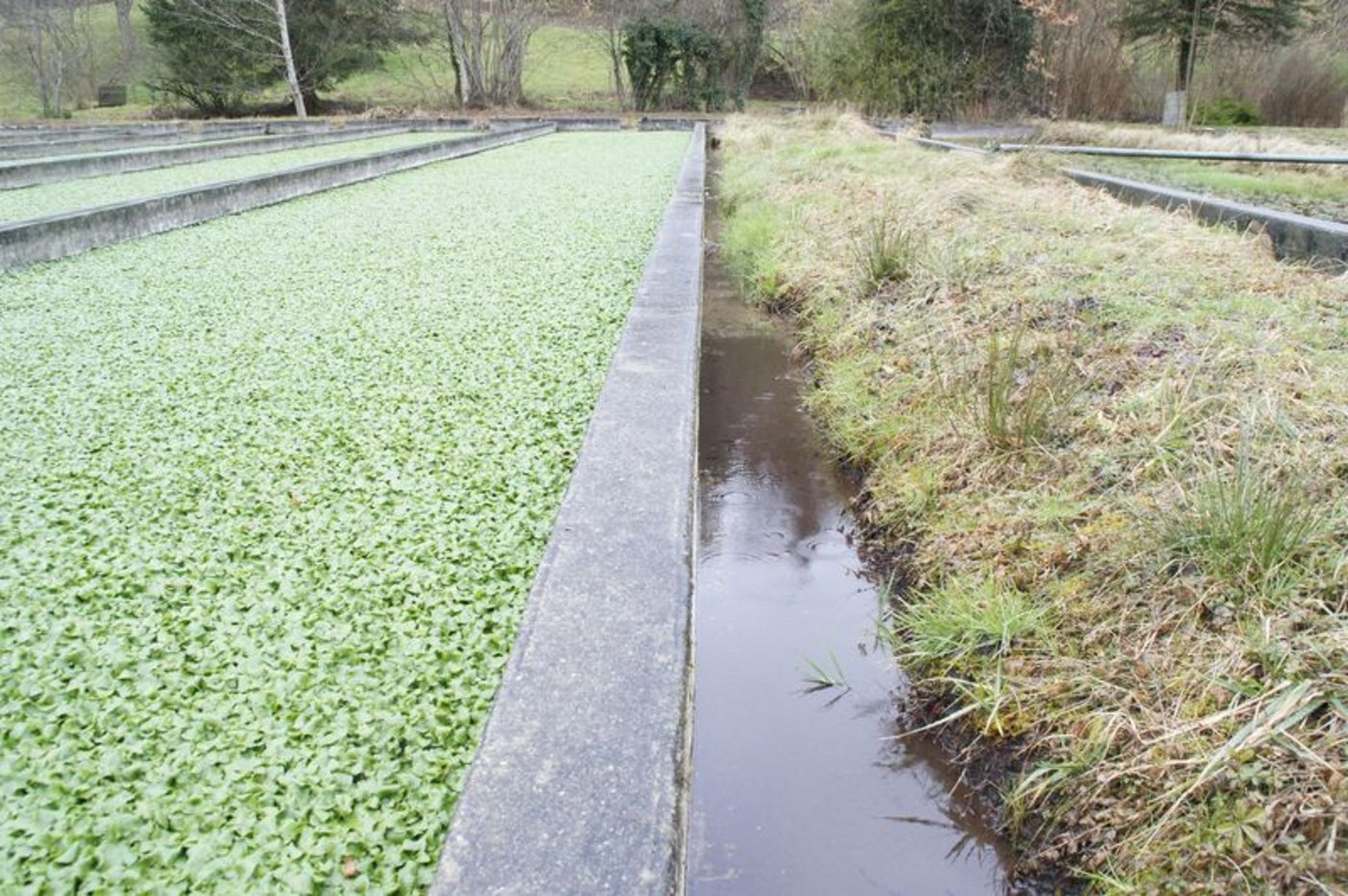 Die Gräben zwischen den Becken sind dünn, ein Brunnenkresse-Produzent muss über einen guten Gleichgewichtssinn verfügen, wenn er nicht dauernd im Wasser landen will. 