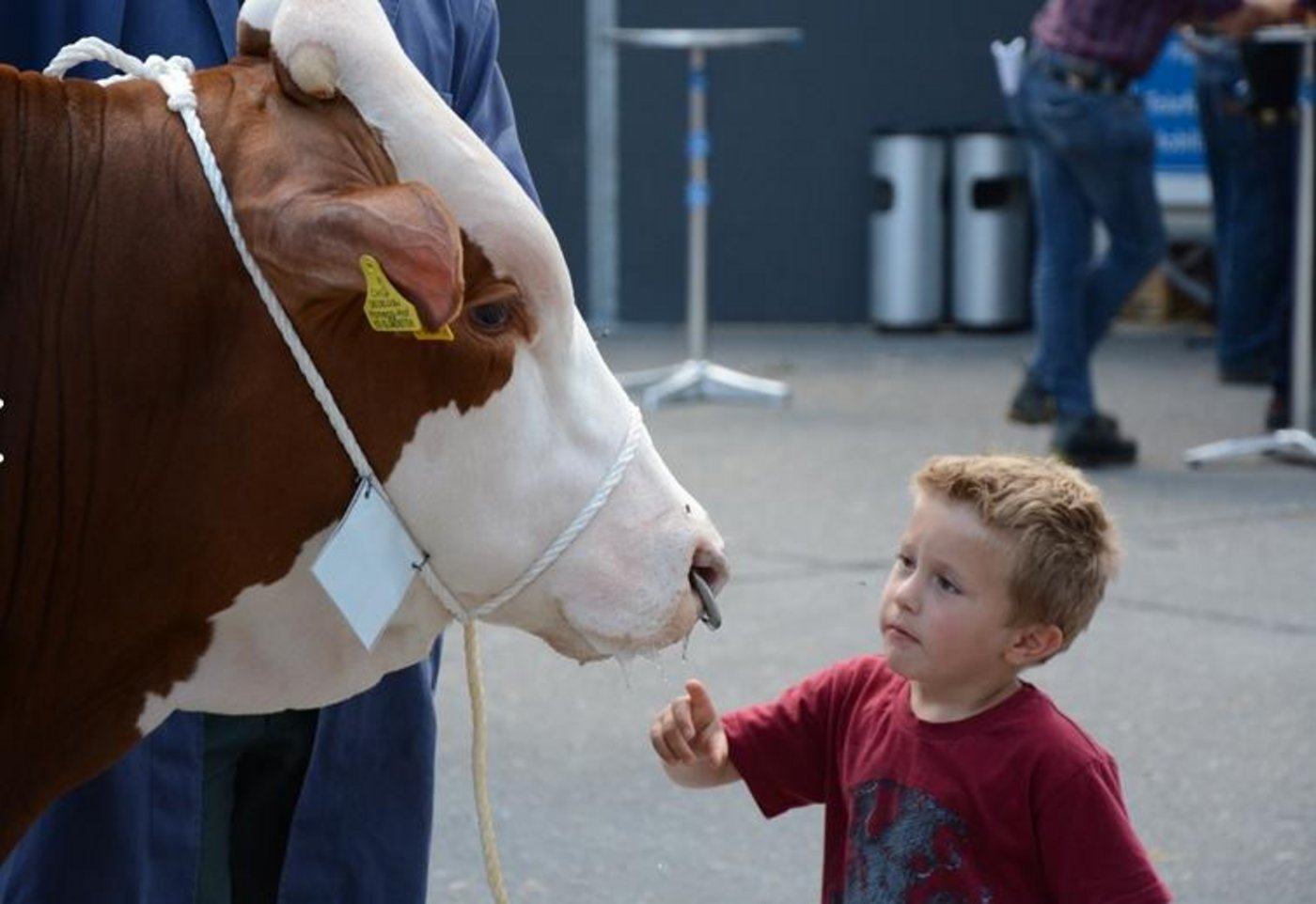 Nach einem sonnigen und erfolgreichen Dienstag startet der Zuchtstiermarkt in Thun in den zweiten Tag. (Bild sb)
