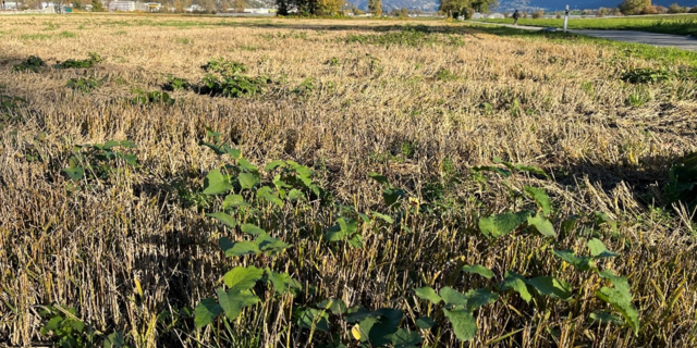Asiatischer Staudenknöterich verbreitet sich hauptsächlich über Rhizom- und Stängelfragmente.
