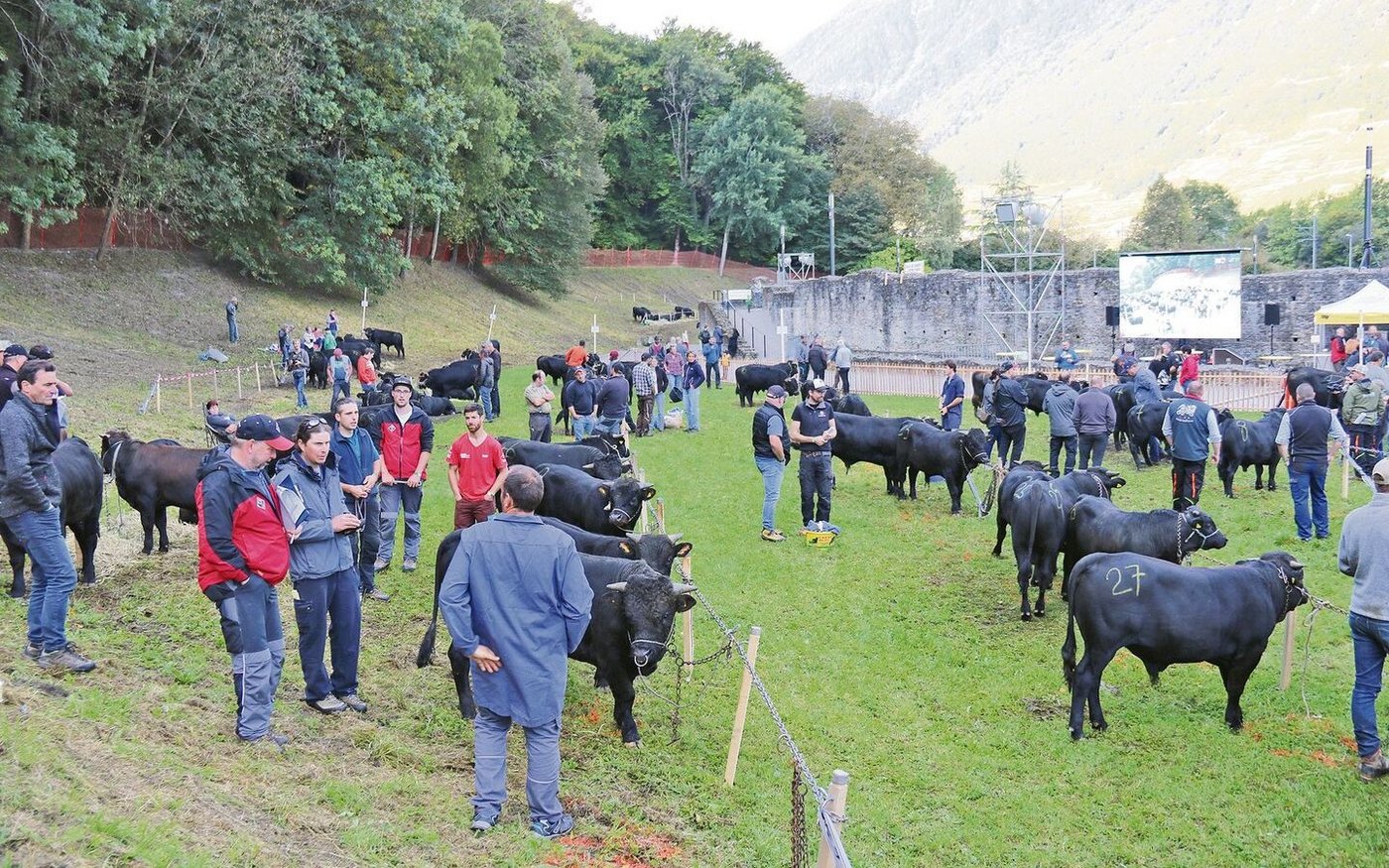 Im Laufe des frühen Vormittags belebte sich der Schauplatz mit Viehzüchtern, interessierten Liebhaberinnen von Eringern und Publikum. Im Hintergrund die Mauer des Amphitheaters.