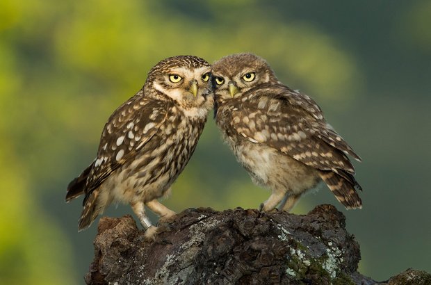 Aktionsplan Steinkauz zeigt Wirkung: Die Bestände erholen sich Immer öfter kann man dieses Bild in der Schweiz beobachten: ein erwachsener Steinkauz (links) kümmert sich um einen Jungvogel (rechts). (Bild Martin Becker)