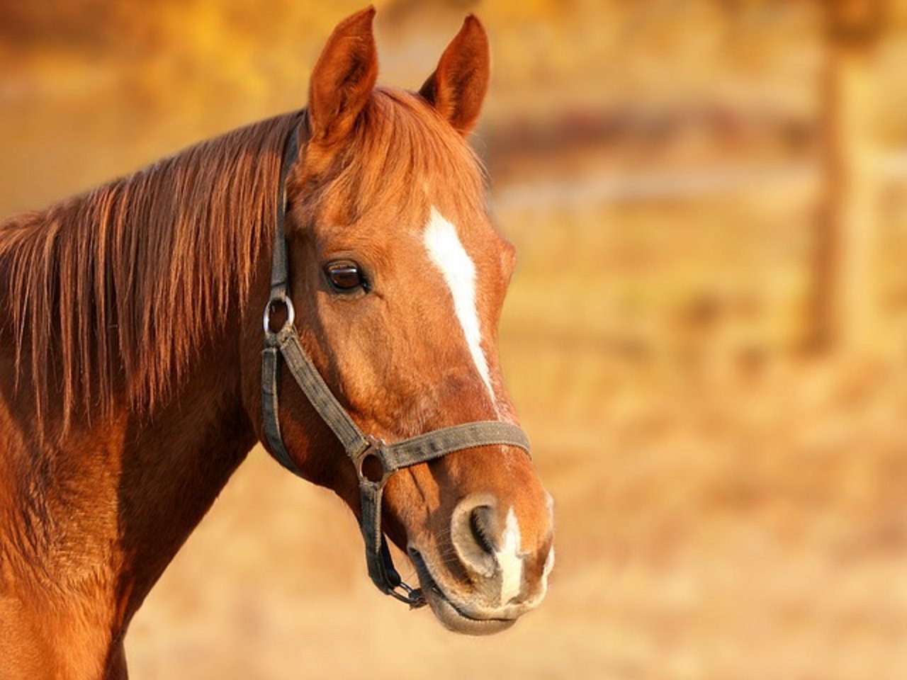 Pferde haben einen grossen ökoloigschen Fussabdruck. (Bild pixabay)