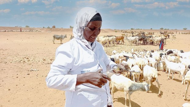 Eine von VSF-Suisse Eine von VSF-Suisse ausgebildete Tierhelferin bereitet in der äthiopischen Region Somali die Impfung von Ziegen vor.