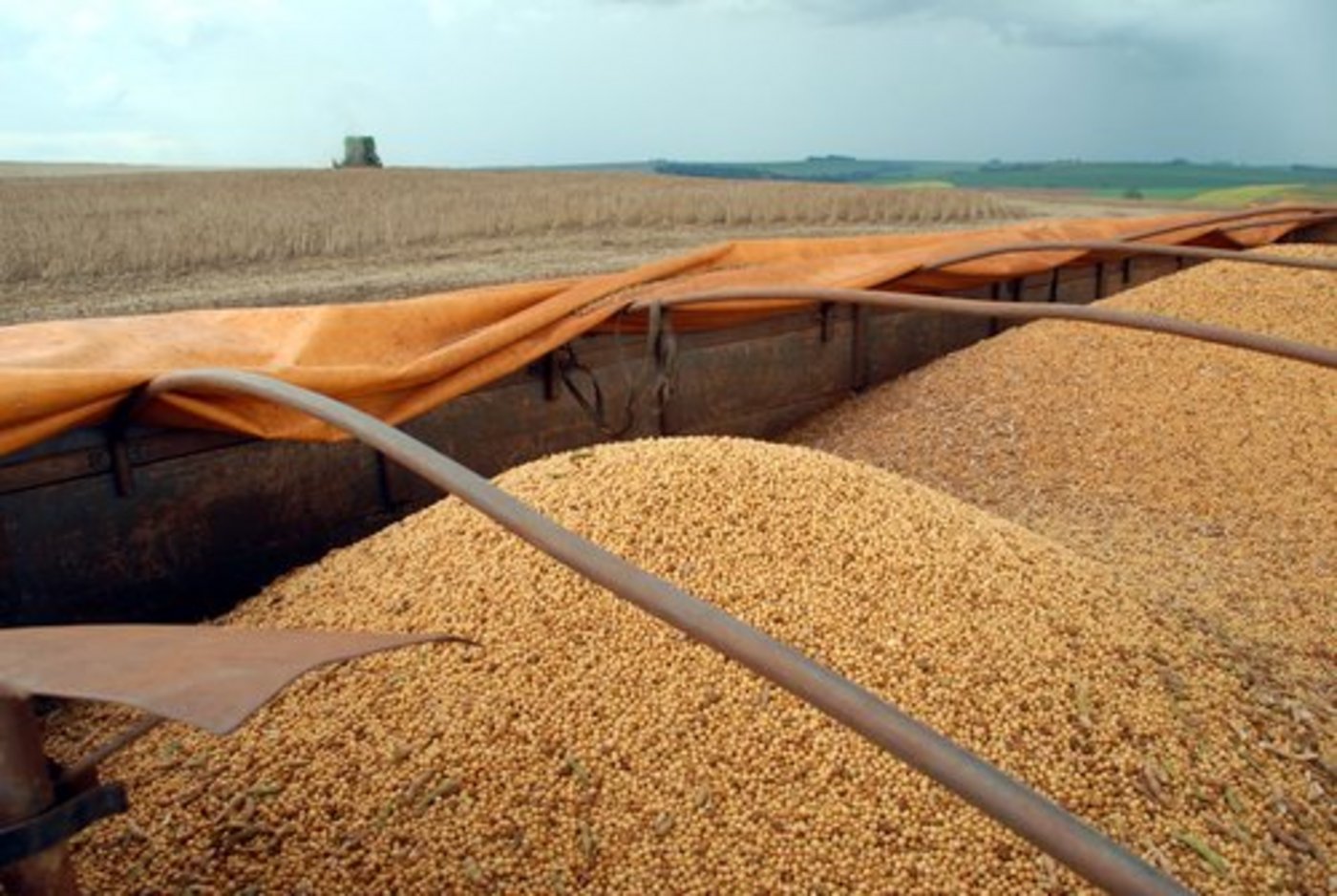 Sojabohnen sind eines der wichtigsten Güter des brasilianischen Agrarexportes. (Bild: Christian Mühlhausen)