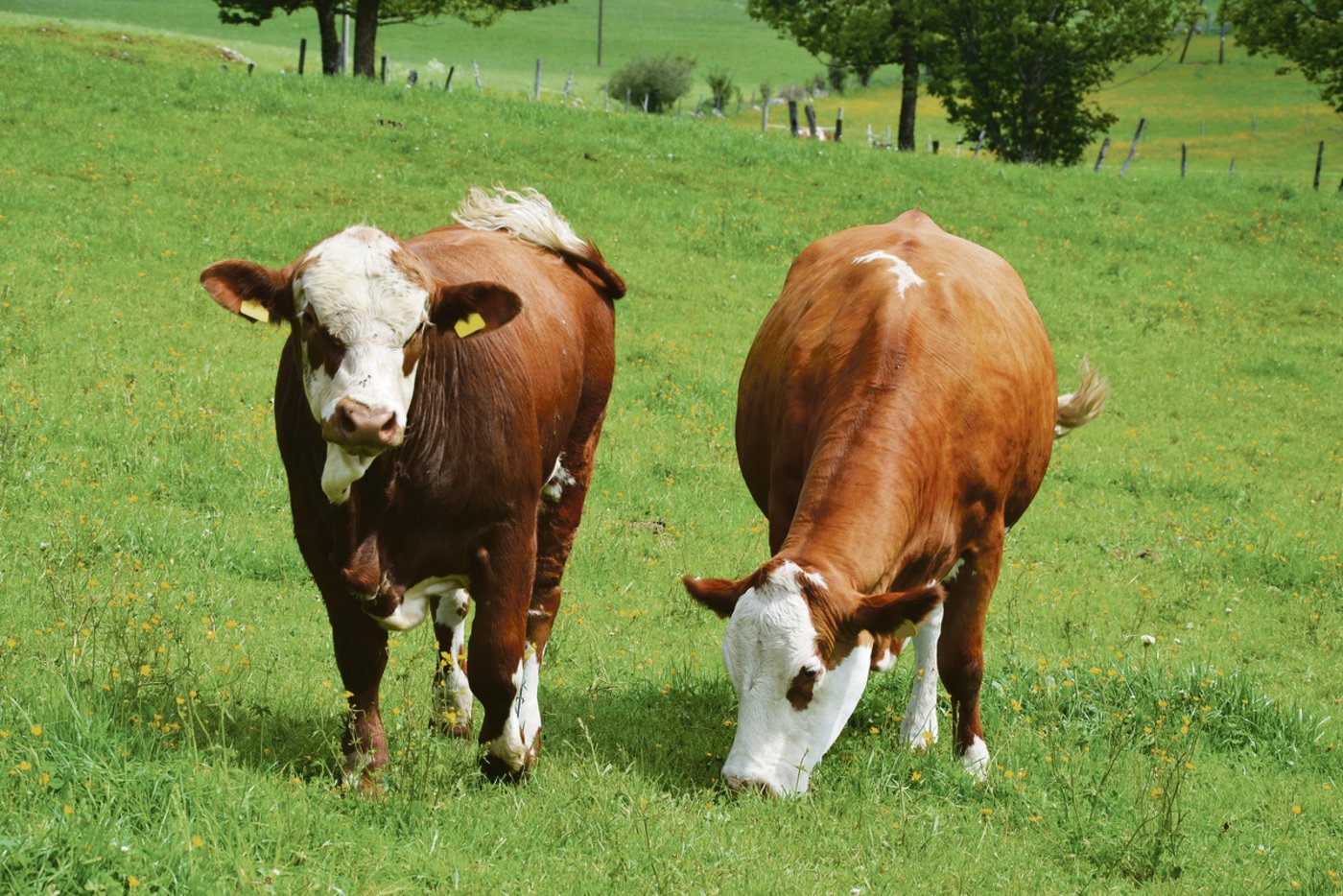 Die Kuh Scarlett-P (rechts), eine Hospice-Slavko-P-Tochter, mit ihrem Kalb – ein Heartbreaker-Sohn, Genetik aus Südafrika.