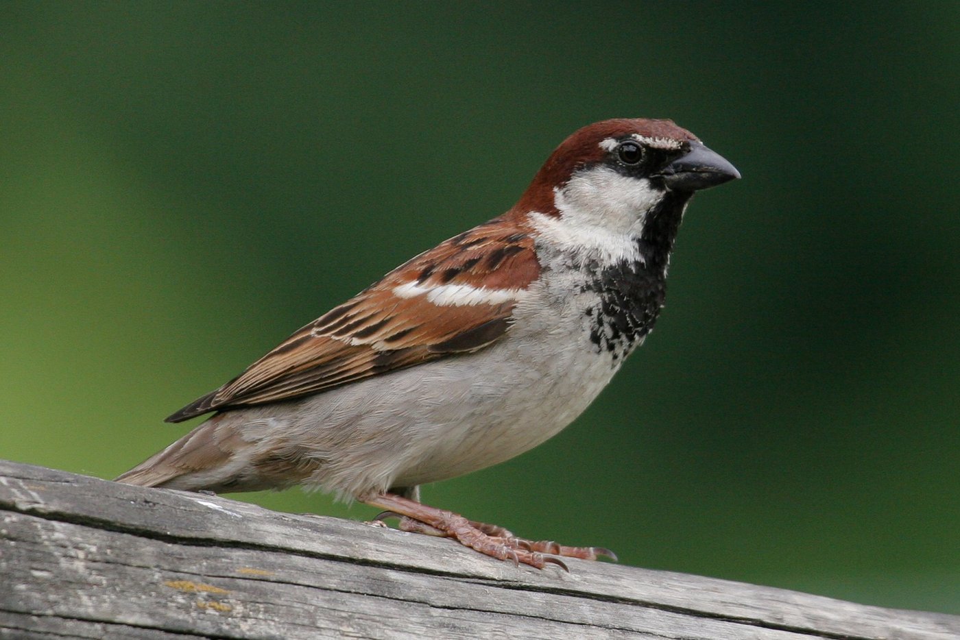 Der Italiensperling kommt in der Schweiz hauptsächlich im Tessin vor. Das Männchen hat im Gegensatz zum Männchen des Haussperlings einen rotbraunen Scheitel und weisse Wangen. Die Weibchen der beiden Arten können nicht voneinander unterschieden werden. (Bild Niklaus Zbinden)