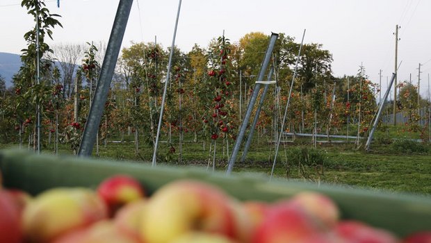 Schon vor der Ernte können Äpfel mit Fruchtfäule-Pilzen infiziert werden. (Symbolbild lid/ji)