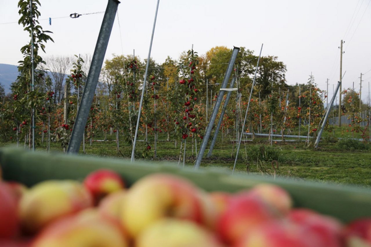 Schon vor der Ernte können Äpfel mit Fruchtfäule-Pilzen infiziert werden. (Symbolbild lid/ji)
