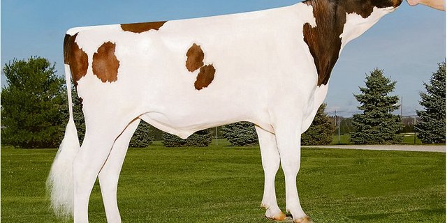 Der Pat-Sohn Mr Uno Pace setzt sich bei den Red Holstein mit einem Iset von 1452 Punkten an die Spitze. (Bild kd)