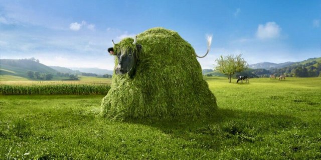 Die Werbe-Kuh-Lovely versteckt sich in einem Grashaufen-