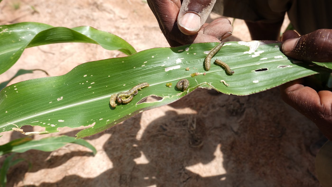Herbst-Heerwürme auf den Maisblättern. (Bild AATF)
