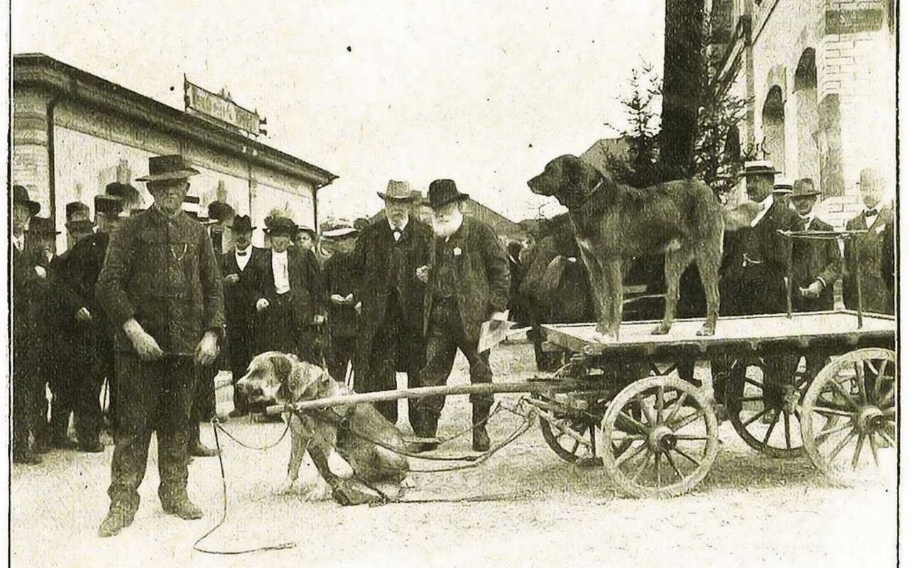 Zughundeprüfung in Langenthal 1913 mit Albert Heim (Mitte). Der auf dem Wagen stehende Prinz sprang in das bereitliegende Zuggeschirr, was als Freude an der Zugarbeit interpretiert wurde.