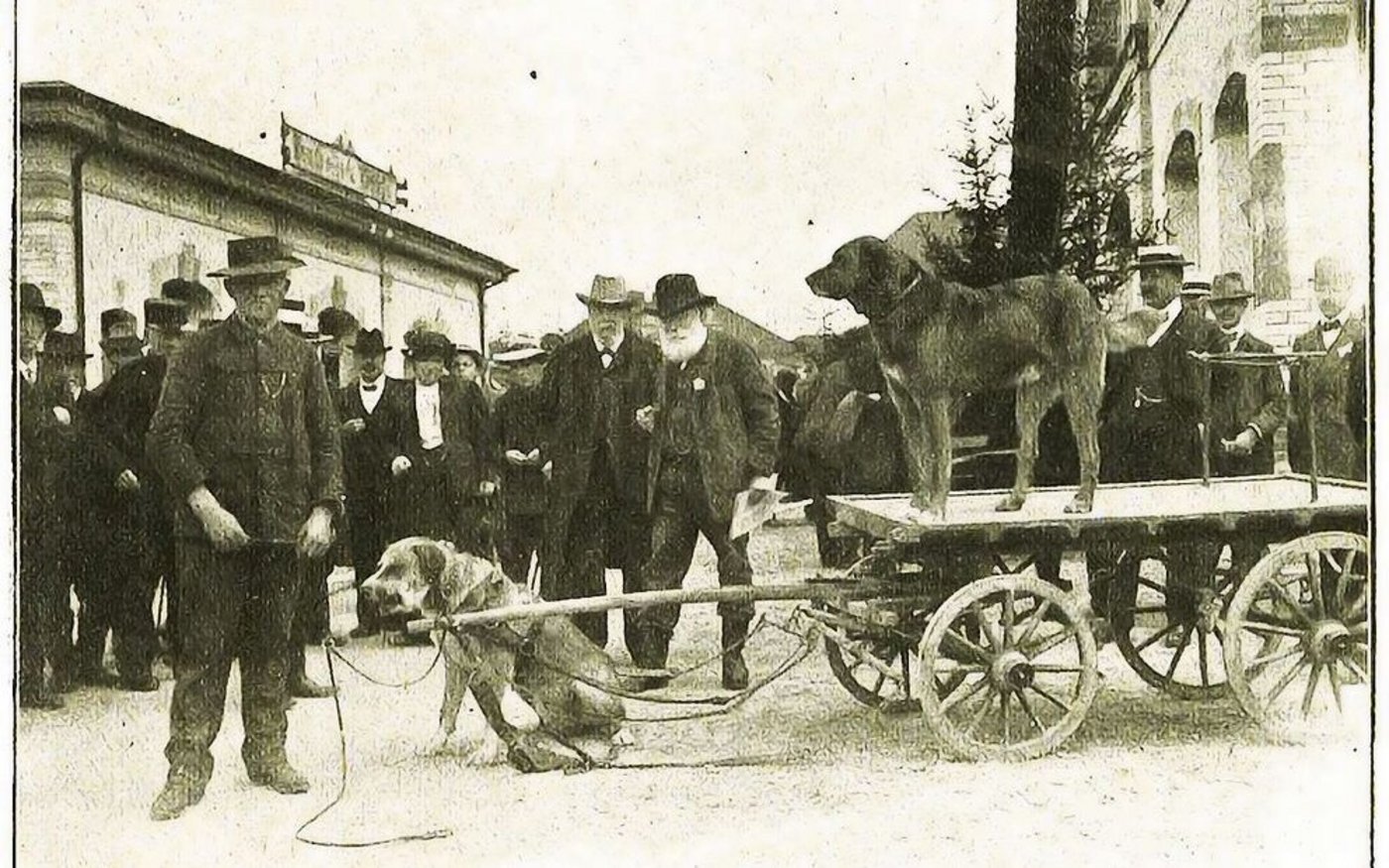 Zughundeprüfung in Langenthal 1913 mit Albert Heim (Mitte). Der auf dem Wagen stehende Prinz sprang in das bereitliegende Zuggeschirr, was als Freude an der Zugarbeit interpretiert wurde.