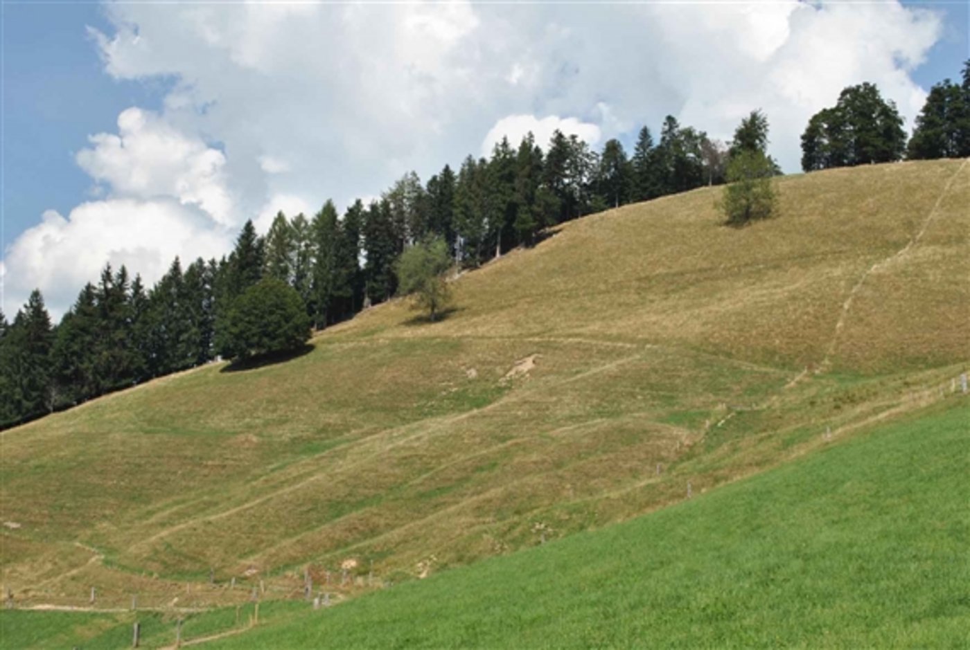Wegen des ausbleibenden Regens bleiben Hänge braun und trocken. Futter wird vielerorts knapp. (Bild lid)