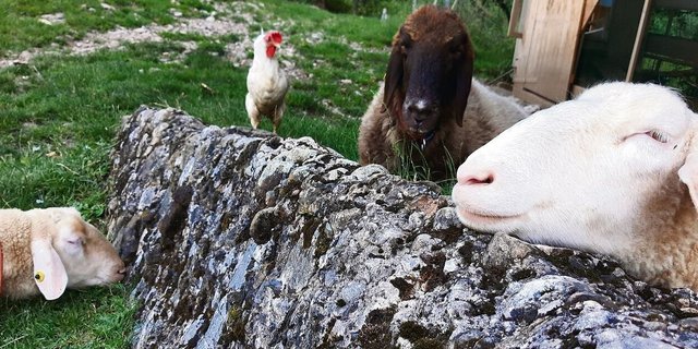 In der Tierschutzstelle im Felsentor leben Tiere mitteils leidvoller Vergangenheit. 