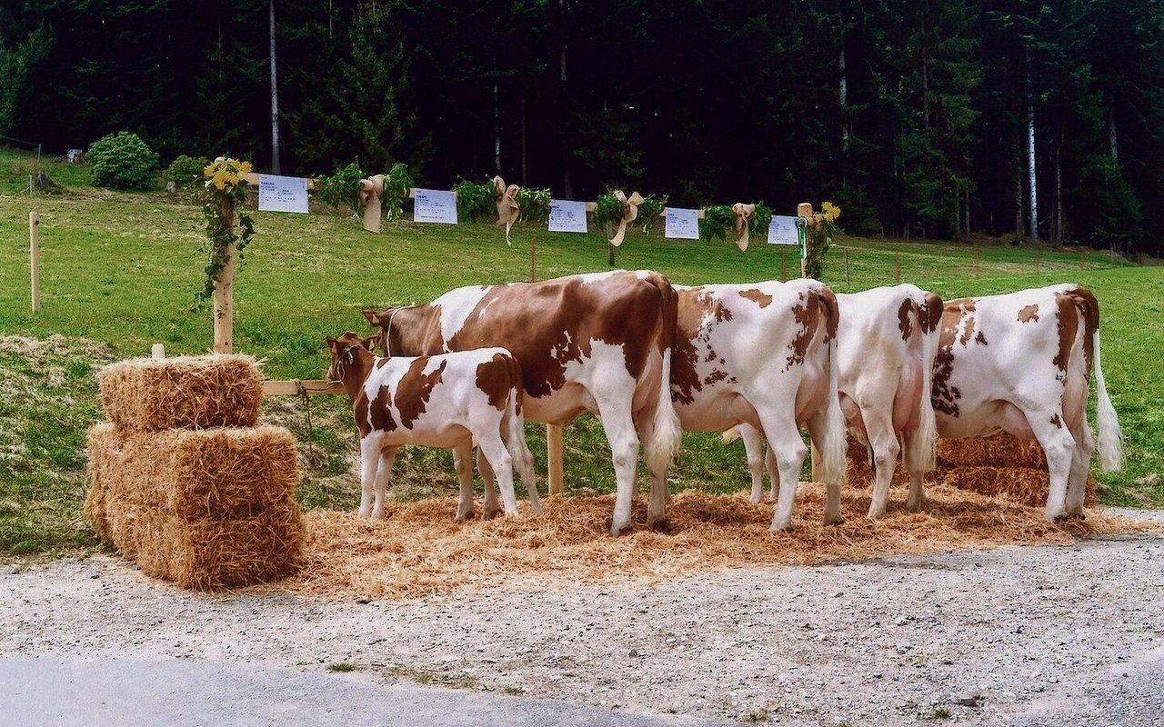 Die 100 000er-Kuh Pino Tosca konnte bei Anna Haldemann eine Zuchtfamilie stellen.