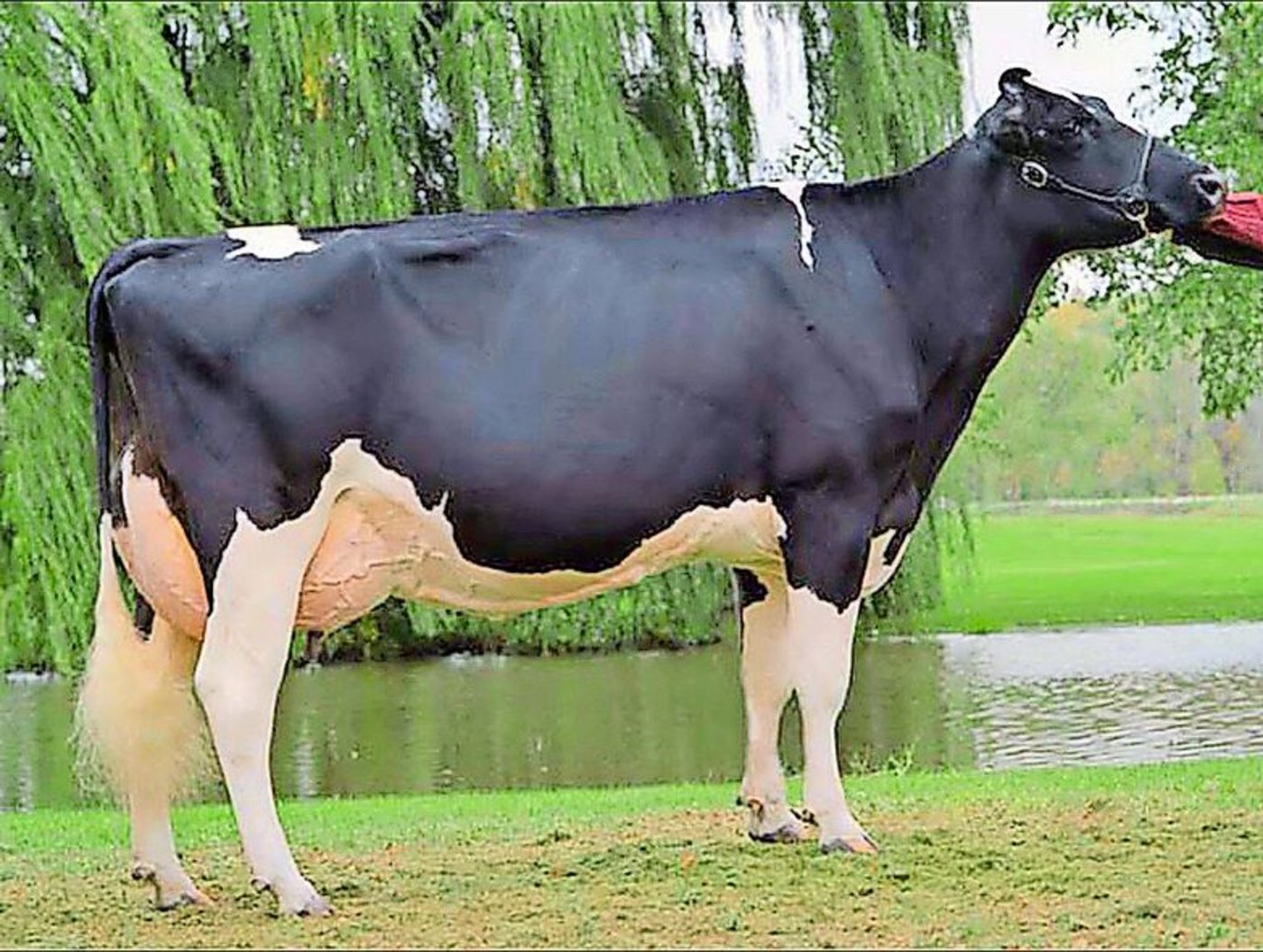 Sie ist wohl die bekannteste Inspiration-Tochter: Alanvale Tina EX-95. Sie ist die Mutter der Schaukuh Ernest Anthony Stardust Tobi EX-96.