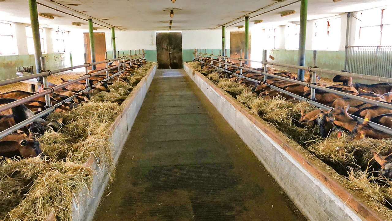 So präsentierte sich der Stall, in dem alle Ziegen wegen der Häufung von Paratuberkulose getötet werden mussten. In der Zwischenzeit ist er gereinigt und desinfiziert.