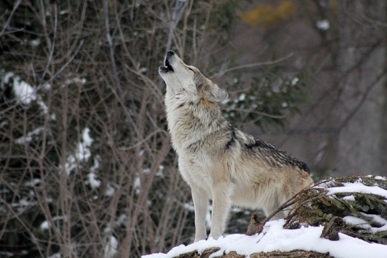 Der Wildhüter, der für das Weisstannental zuständig ist, hat Spuren von Wölfen entdeckt. (Symbolbild Pixabay)