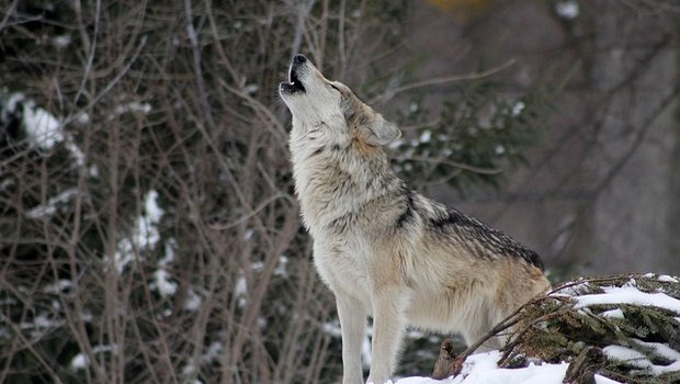 Der Wildhüter, der für das Weisstannental zuständig ist, hat Spuren von Wölfen entdeckt. (Symbolbild Pixabay)