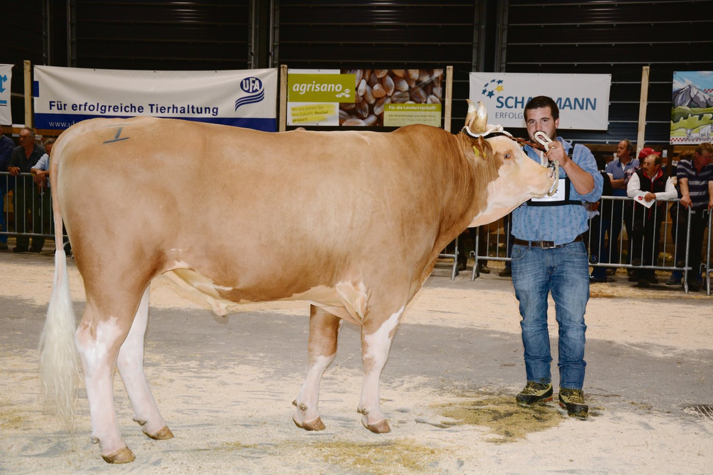 Der kapitale Gino von Adrian Lötscher, Schwarzsee, wurde Mister Swiss Fleckvieh.