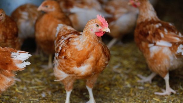 Bei Mastpoulets sei die Entwicklung im Bereich der tierfreundlichen Produktion «höchst problematisch», so der STS. Ausser Coop führ kaum jemand entsprechende Produkte überhaupt im Sortiment. (Bild Peter Röthlisberger / BauZ)