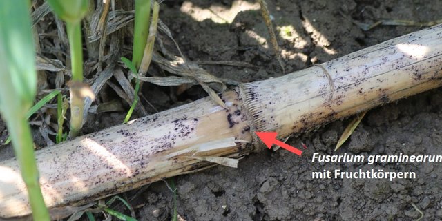 Infizierter Maisstängel mit dem Schaderreger Fusarium graminearum. (Bilder Alejandro Gimeno, Agroscope)