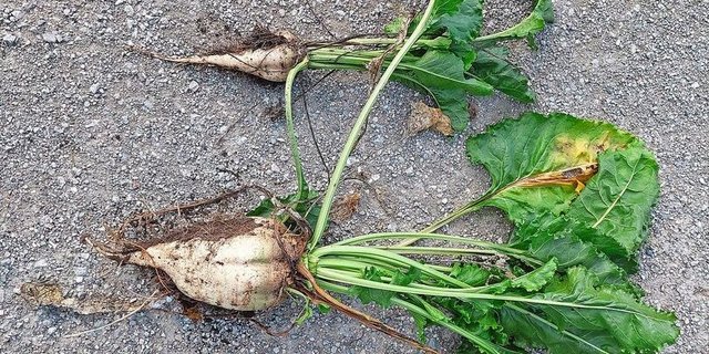 Zwei Rüben der Sorte Smart Rossada aus Mulchsaat zeigen den Einfluss der Trocken-heit auf den Ertrag: Rübe oben aus Kiesboden, unten aus tiefgründigerem Teil.